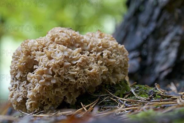 Wood cauliflower fungus (Wood Cauliflower crispa), Hesse, Germany, Europe