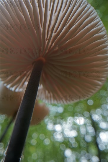 Long-stemmed garlic dwindler (Marasmius alliaceus), from below, lamellae, Hesse, Germany, Europe