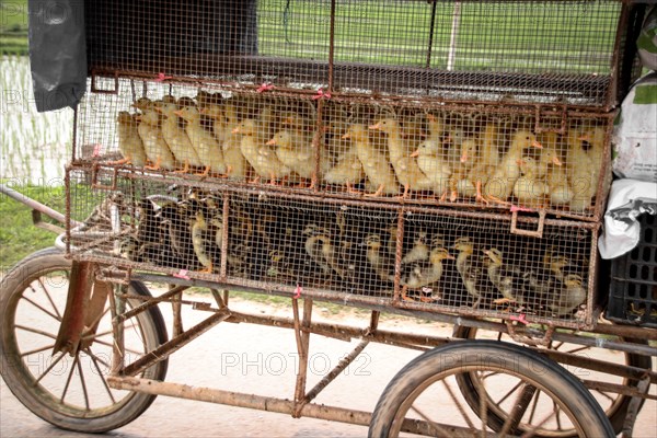 Several ducklings enclosed in a mobile cage on a cart, suggesting animal trade. Ha giang, Vietnam, Asia