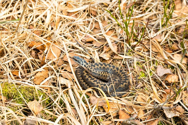 Wild common european viper (Vipera berus), brown, quite young animal, female, lambent, lying curled up in year-old grass and sunning herself, Pietzmoor nature reserve, Lueneburg Heath, Lower Saxony, Germany, Europe