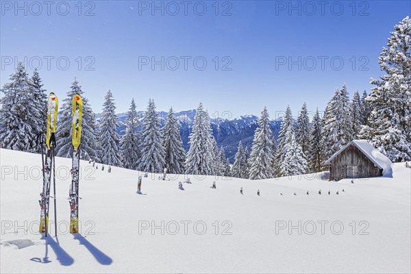 Touring skis standing in the snow in front of a hut and snow-covered trees, mountain landscape, winter, backlight, Hoernle, Bad Kohlgrub, Ammergau Alps, Zugspitze in the background, Bavaria, Germany, Europe