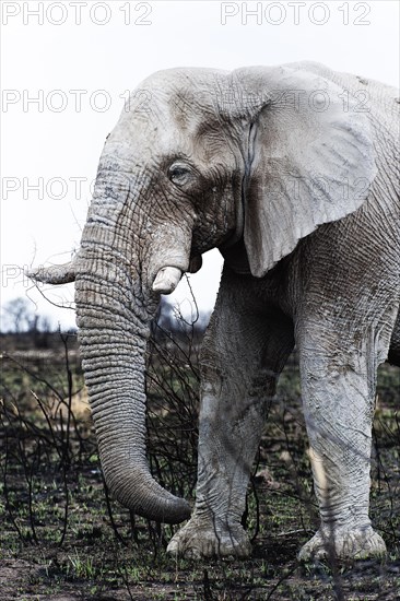 White African elephant (Loxodonta africana) in Etosha National Park, white from salt pan dust, animal, wild, free living, wilderness, safari, Namibia, South West Africa, Africa