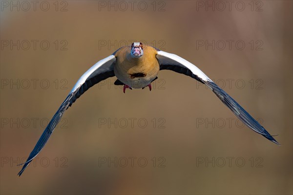 A Nile goose in flight, Lake Kemnader, Ruhr area, North Rhine-Westphalia, Germany, Europe