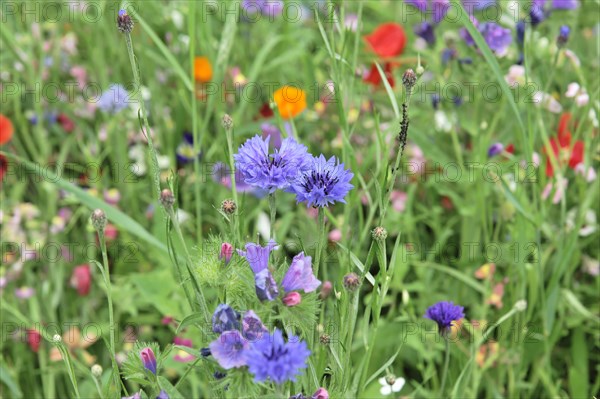 Colourful flower meadow, Schwaebisch Gmuend, Baden-Wuerttemberg, Germany, Europe