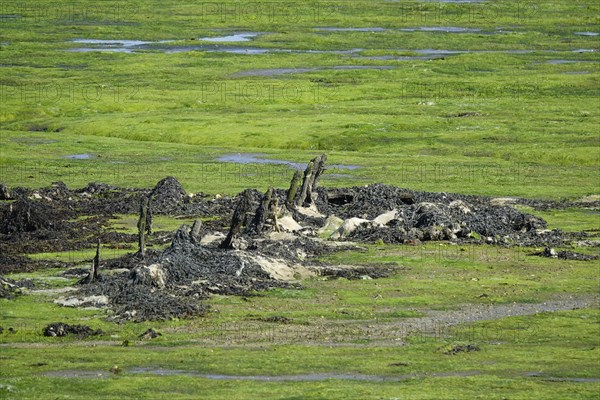 Remains of a shipwreck, Greve de Tibidy at low tide, Hopital-Camfrout, Bay of Brest, Finistere Penn ar Bed, Bretagne Breizh, France, Europe