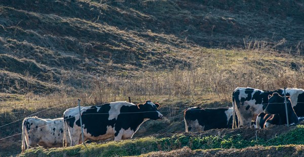 Small herd of black and white cattle behind fence wire on mountain side in evening sun