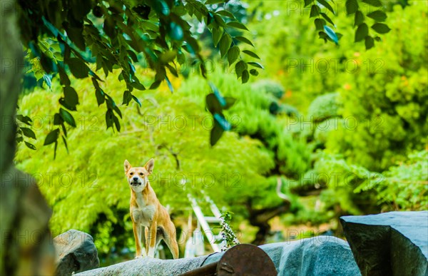 Large beautiful brown and white dog standing in defensive position on top of large boulder