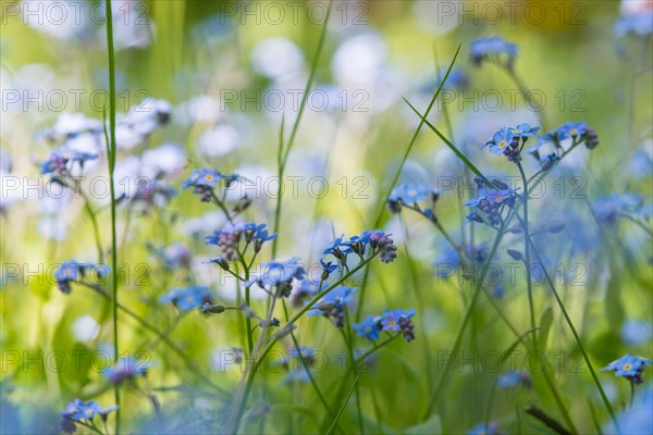 Blooming forget-me-not (Myosotis sp.), blue flowers in a meadow, grass, soft light on a sunny day, close-up, Lower Saxony, Germany, Europe
