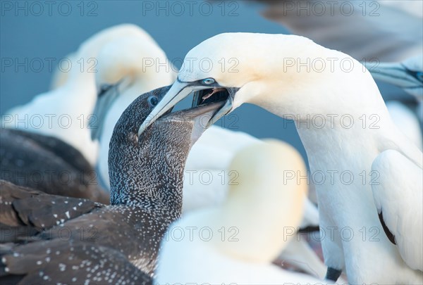 Two northern gannet (Morus bassanus), juvenile in dark juvenile plumage being fed by adult, beak of juvenile in throat of adult, other northern gannets in background, close-up, Lummenfelsen, Helgoland Island, North Sea, Schleswig-Holstein, Germany, Europe