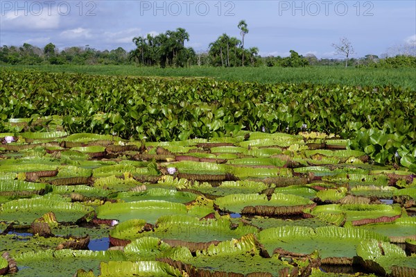 Floating leaves of the giant water lily (Victoria amazonica), Amazonas state, Brazil, South America