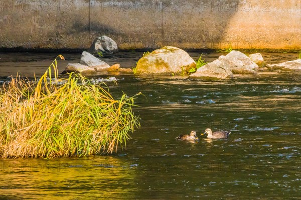 Two spot-billed ducks together next to a green bush in a flowing river near a bridge pylon