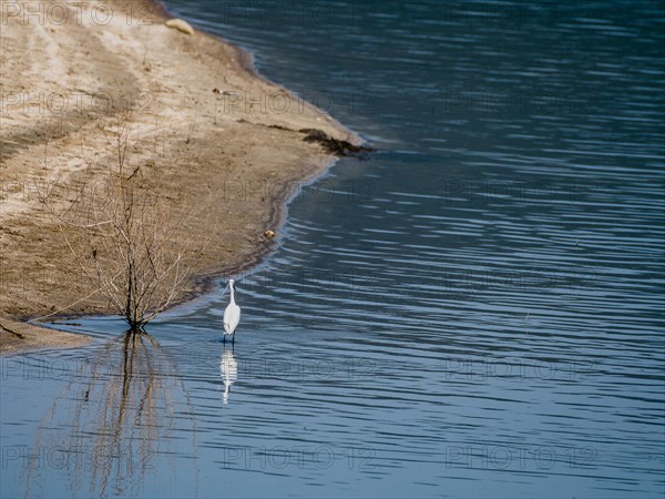 Snowy Egret standing in water next to a bush growing in a lake