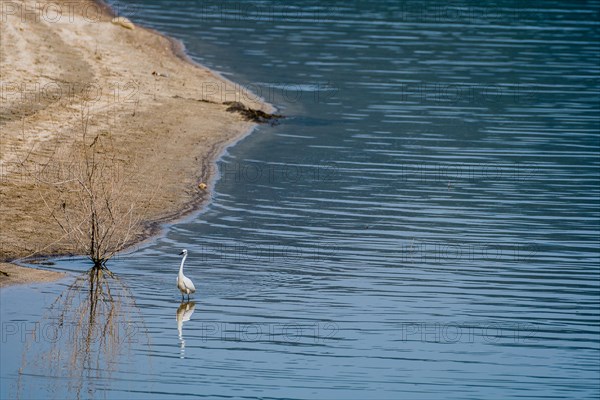 Snowy Egret hunting for food in shallow water near the shore of a lake