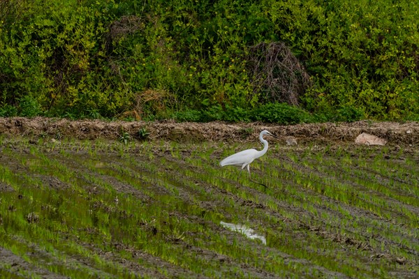 White common egret hunting for food in freshly planted rice paddy