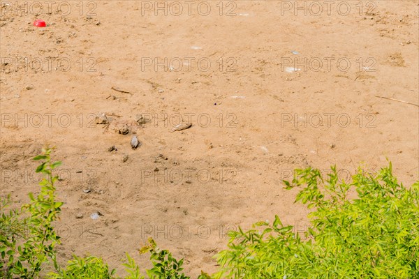 Dead fish laying on beach with green foliage in foreground