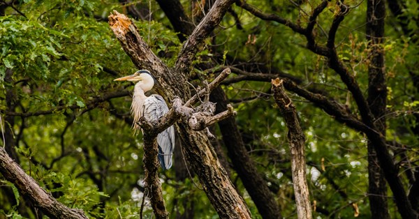 Gray heron perched on a tree branch with green foliage in the background