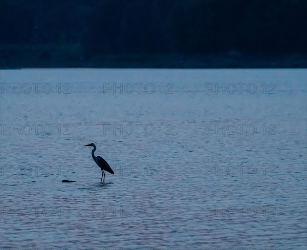 Silhouette of a gray heron standing in a river taken after sunset