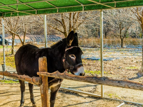 Donkey used for children ride tied to wood railing at mountainside public park