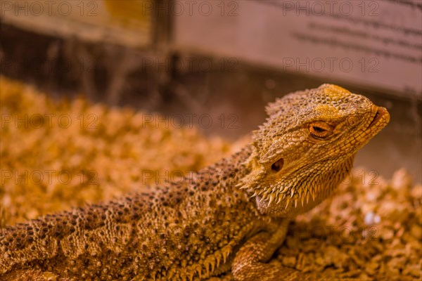 Closeup of golden colored young bearded dragon with blurred background