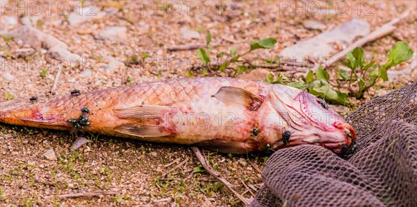 Closeup of flies feasting on the carcass of dead fish laying on the ground next to a black fishing net