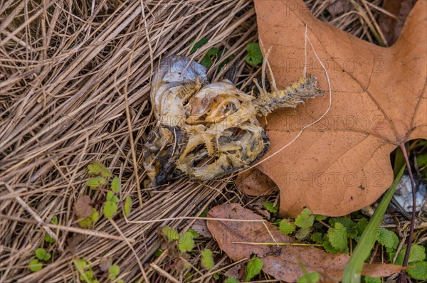 Bones of dead fish in brown grass