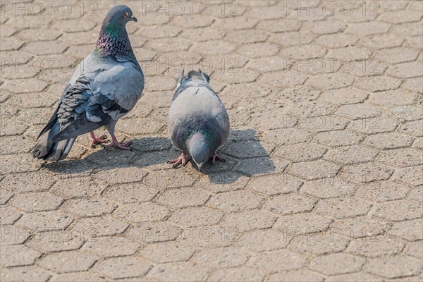 Close up of two pigeons looking for food on on the concrete ground of a park in Seoul, South Korea, Asia