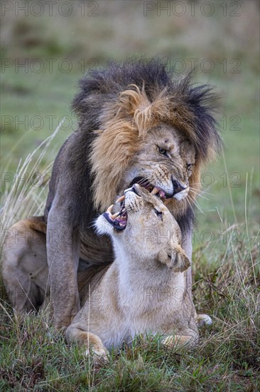 Lion (Panthera leo) Masai Mara Kenya