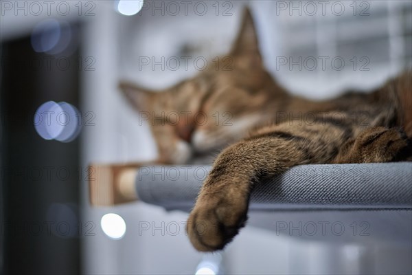 Image of a purebred Bengal cat lying on a hammock attached to a heater. Pet care concept. Mixed media