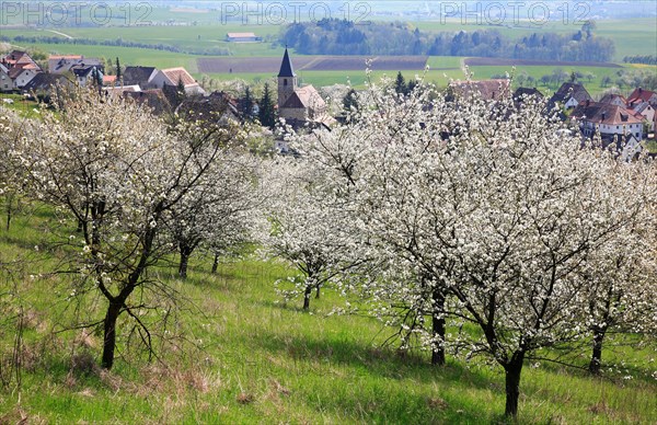 Cherry blossom near Schlaifhausen in Franconian Switzerland, district of Forchheim, Upper Franconia, Bavaria, Germany, Europe