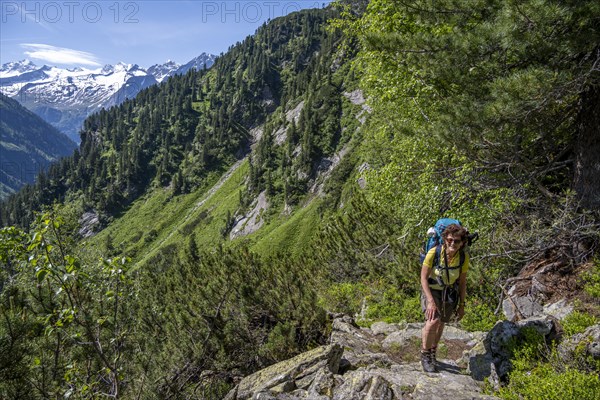 Mountaineer on hiking trail through mountain pines, Berliner Hoehenweg, behind summit Grosser Moeseler and Hornspitzen, Zillertal Alps, Tyrol, Austria, Europe