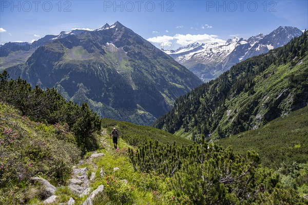 Mountaineer on hiking trail, Berliner Hoehenweg, summit Grosser Ingent and Grosser Greiner, Zillertal Alps, Tyrol, Austria, Europe