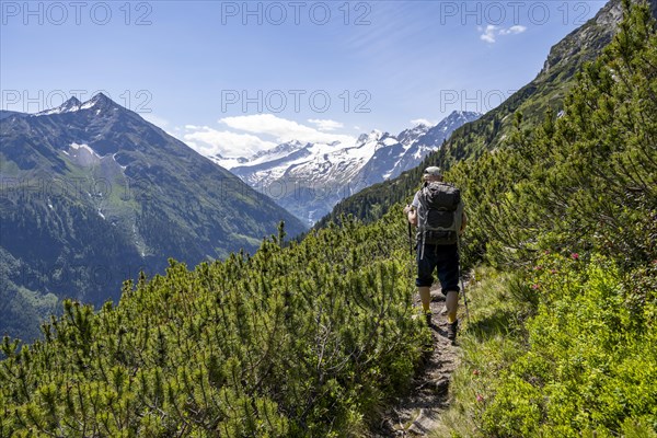Mountaineer on hiking trail between mountain pines, Berliner Hoehenweg, summit Grosser Moeseler and Turnerkamp, Zillertal Alps, Tyrol, Austria, Europe