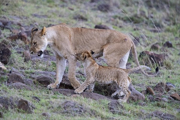 Lion (Panthera leo) Masai Mara Kenya