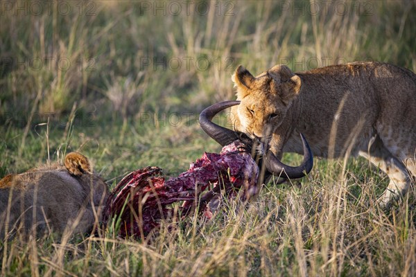 Lion (Panthera leo) Masai Mara Kenya