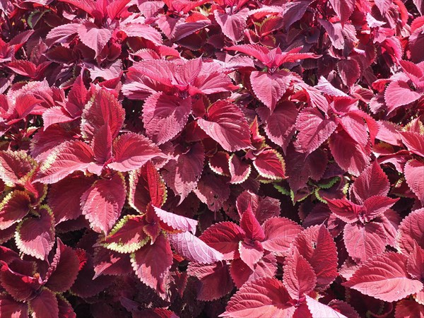 Coleus (painted nettle) plant