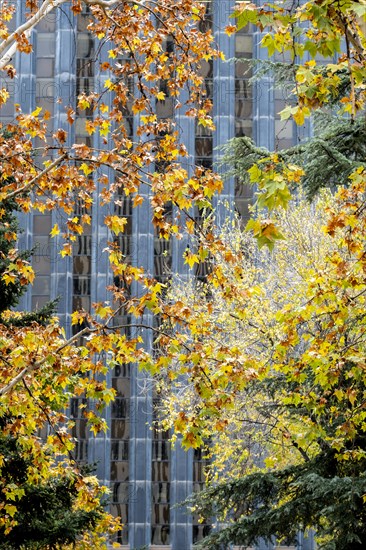 Trees with autumn colors with modern office building in the background in Madrid in Spain
