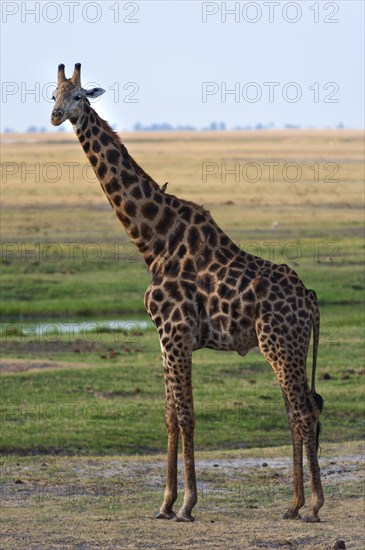 Angolan giraffe (Giraffa angolensis), animal, ungulate, travel, destination, safari, steppe, free-living, wilderness, sideways, whole, wilderness Chobe National Park, Botswana, Africa