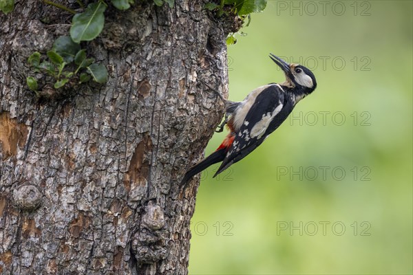 Great spotted woodpecker (Dendrocopos major), female, on tree trunk, Castile-Leon province, Spain, Europe