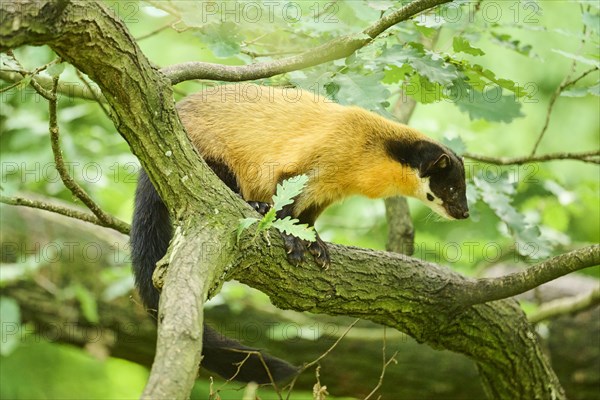 Yellow-throated marten (Martes flavigula) on a branch, Germany, Europe