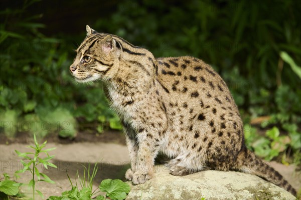 Fishing cat (Prionailurus viverrinus) sitting on the ground, Germany, Europe