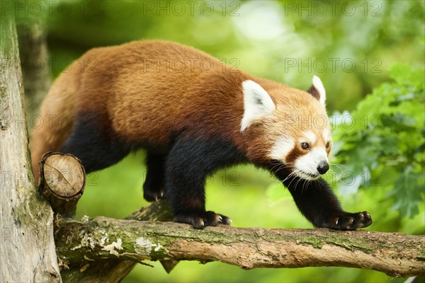 Red panda (Ailurus fulgens) walking on a tree, Germany, Europe