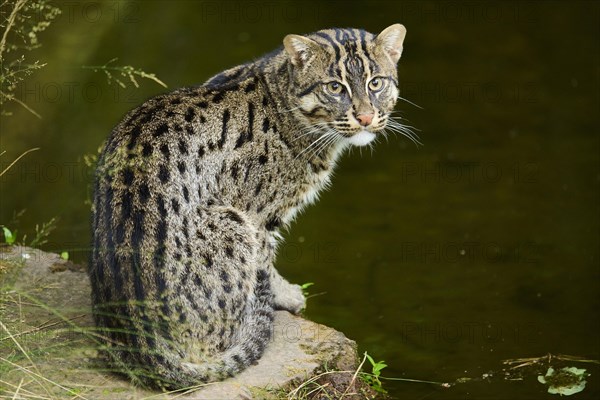 Fishing cat (Prionailurus viverrinus) sitting at water, Germany, Europe