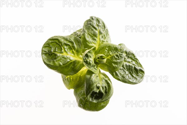 Field salad, studio shots on a white background