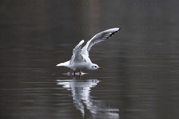 A black-headed gull in flight, Lake Kemnader, Ruhr area, North Rhine-Westphalia, Germany, Europe