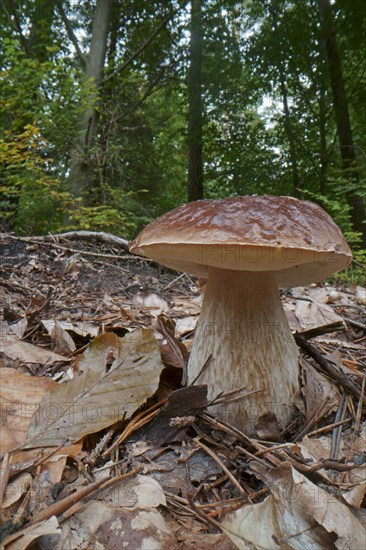 King bolete (Boletus edulis), Hesse, Germany, Europe