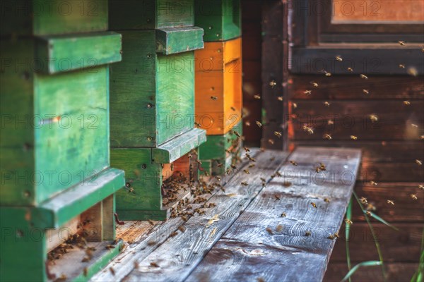 Bees fly around colourful beehives, embedded in a natural environment, Duesseldorf, North Rhine-Westphalia, Germany, Europe