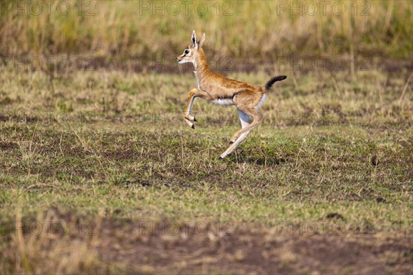 Thomson's gazelle (Gazella thomsoni) Masai Mara Kenya