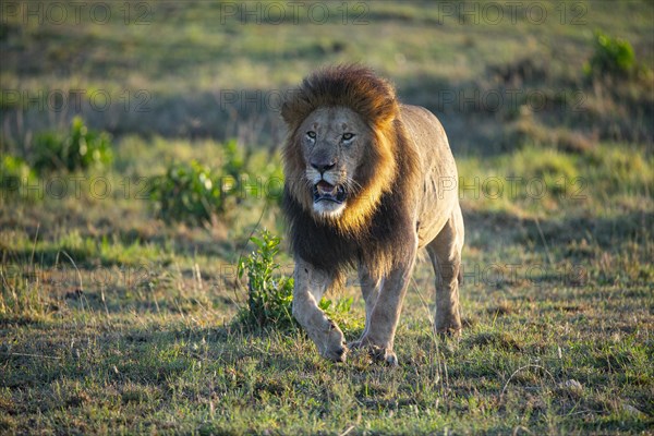 Lion (Panthera leo) Masai Mara Kenya