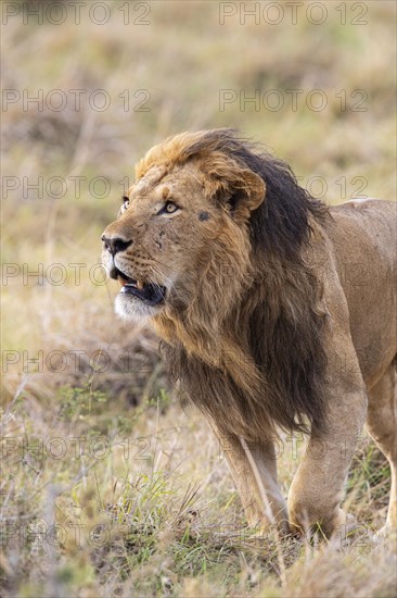 Lion (Panthera leo) Masai Mara Kenya