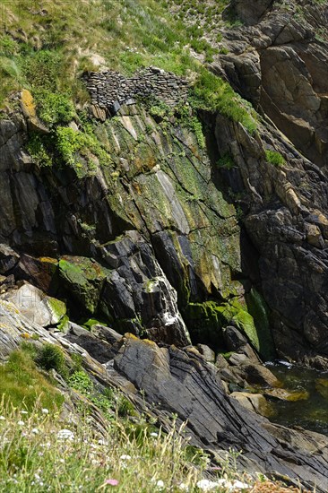 Moss-covered cliff below the Pointe Saint-Mathieu, Plougonvelin, Finistere department, Brittany region, France, Europe